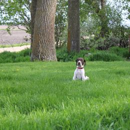 German Shorthaired Pointer Puppies from Erin Eustice