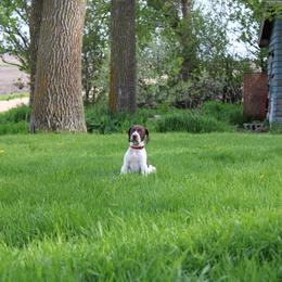 German Shorthaired Pointer Puppies from Erin Eustice