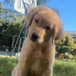 Female show line puppy matched to you - Golden female Golden Retriever puppy in Lemoore, California from UnrivaledGoldens