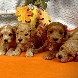 Cavapoo puppies from Rosie’s Pups MN