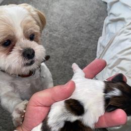 Shih Tzus from Shih Tzu Puppies LV