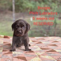 Boogie - Chocolate male Labrador Retriever puppy in Rogue River, Oregon from PNW Labradors