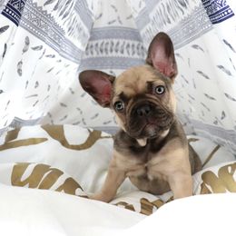 French Bulldog Puppies from French Vanilla Frenchies