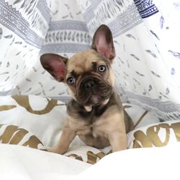 French Bulldog Puppies from French Vanilla Frenchies