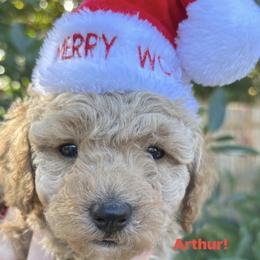 Arthur - Apricot male Poodle puppy in Orlando, Florida from Denise’s Puppies