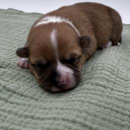 Peaches - Red female Pembroke Welsh Corgi puppy in Elberta, Utah from 3F Farms- Pembroke Welsh Corgis and Irish Wolfhounds