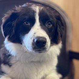 Miniature Australian Shepherds from Chiron Mini Aussies