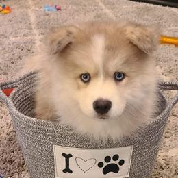 Pomsky Puppies from SD Pomskies
