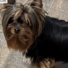 Rosie - Yorkshire Terrier