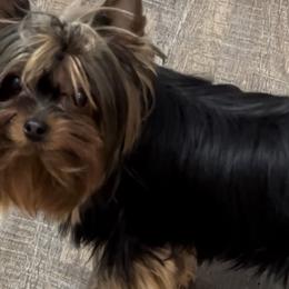 Rosie - Yorkshire Terrier