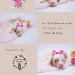 Pink Collar- Sally - Brown and white female Bernedoodle puppy in Lexington, North Carolina from Deborah’s Doodles