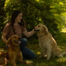 Golden Retriever All Grown Up from Magnolia Farm