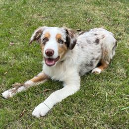 Butter ball - Red merle male Toy Australian Shepherd puppy in Alabama from SBA Aussies