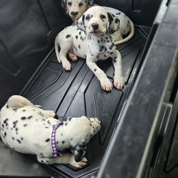 Girl 4 - White and black female Dalmatian puppy in New York from Drake's Dalmatians