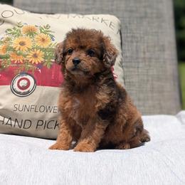 Diego - Merle male Cavapoo puppy in Mc Ewen, Tennessee from Spencer's "lil" Cavapoos & Bernedoodles