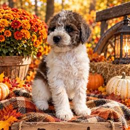 BoJangle - Parti male Goldendoodle puppy in Cherry Tree, Pennsylvania from Plum Creek Acres Next Generation