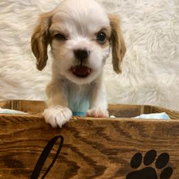 Cavalier King Charles Spaniel Puppies from Heaven Sent Cavaliers