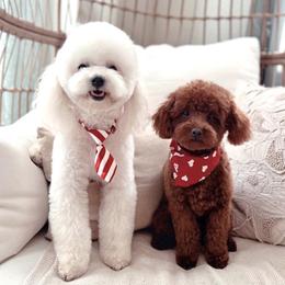 Poodles from Jazmin’s Poodles & Co