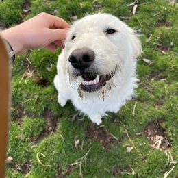 Charlotte - Pyredoodle