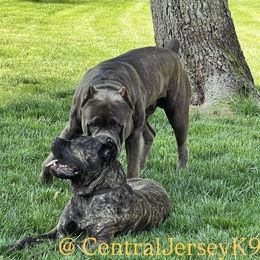 Cane Corso puppies from Central Jersey K9
