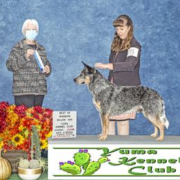 Australian Cattle Dog All Grown Up from Wiser Australian Cattle Dogs