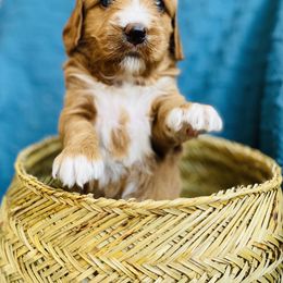 Australian Labradoodle Puppies from Salona- Australian Labradoodles of North America