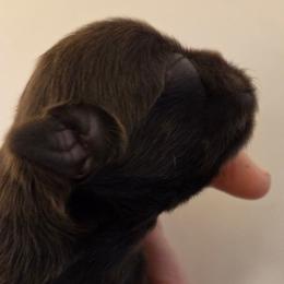 Midwest Mini Chip - Brown male Mi-Ki puppy in Clearwater, Kansas from Midwest Mini Mi-kis