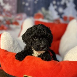 Charlie, Red collar - Phantom male Goldendoodle puppy in Lake Panasoffkee, Florida from Donnas Deluxe Doodles LLC