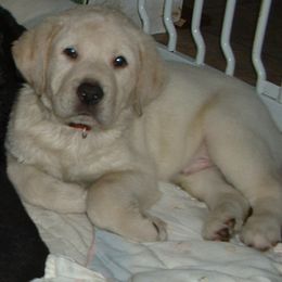 Labrador Retriever Puppies from Lorlyn Labradors