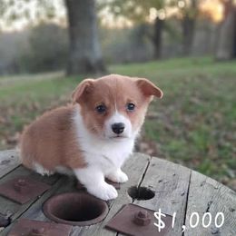 Girl 1 - Red female Pembroke Welsh Corgi puppy in Nixa, Missouri from Pistol Creek Puppies