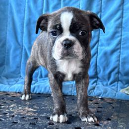 Penny - Brindle and white female Boston Terrier puppy in Lexington, South Carolina from Velveteen Bostons