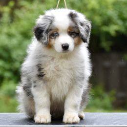 Australian Shepherd and Miniature American Shepherd Puppies from Bright Heart Aussies & Miniature American Shepherds