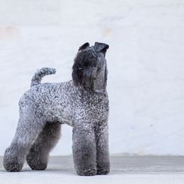 Nora - Kerry Blue Terrier