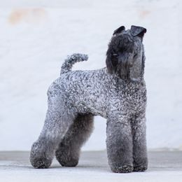 Nora - Kerry Blue Terrier
