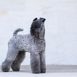 Nora - Kerry Blue Terrier