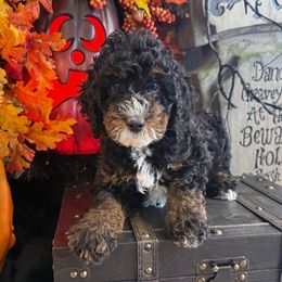 Boy 1 - Tri-color male Bernedoodle puppy in Modesto, California from Two Doods Doodles