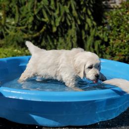 Golden Retriever Puppies from Hoekema Homestead Goldens