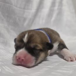 Boy 5 - male Pembroke Welsh Corgi puppy in Terrell, Texas from Brynwood Pembroke Welsh Corgis