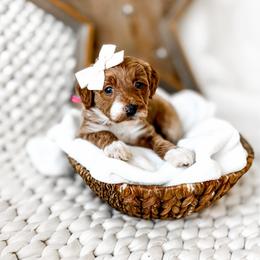 Nami - Red  female Goldendoodle puppy in Springville, Utah from Happy Doodle