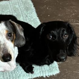 Finnie - Dachshund