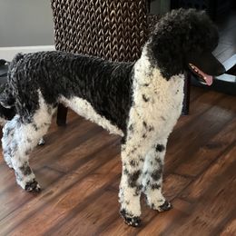 Ori - Poodle