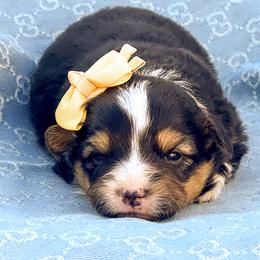 Nori-- Fluffy - White and black female Pembroke Welsh Corgi puppy in Oak City, Utah from Shells’ Corgis