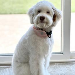 Sammy - Jack - Goldendoodle