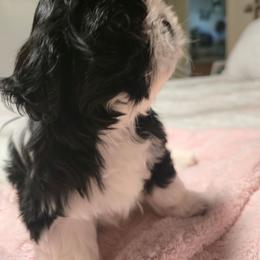 Munchkin - Black and white female Shih Tzu puppy in Filer, Idaho from Shih Tzu Kennels