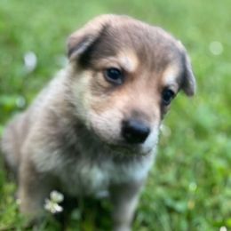 German Shepherds from GS Fancy