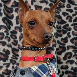 Miniature Pinschers from Rock of Ages Kennel