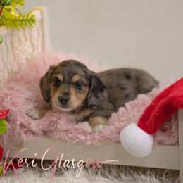Boy 5 - Dapple male Dachshund puppy in Knox City, Missouri from Brittney's Dachshunds