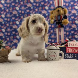 Archie - Cream male Dachshund puppy in Dothan, Alabama from Hot Diggity Doxies of Dothan