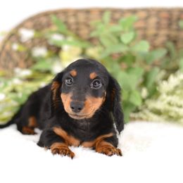 Dachshund Puppies from Tinker Toy Doxies