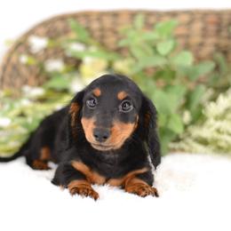 Dachshund Puppies from Tinker Toy Doxies